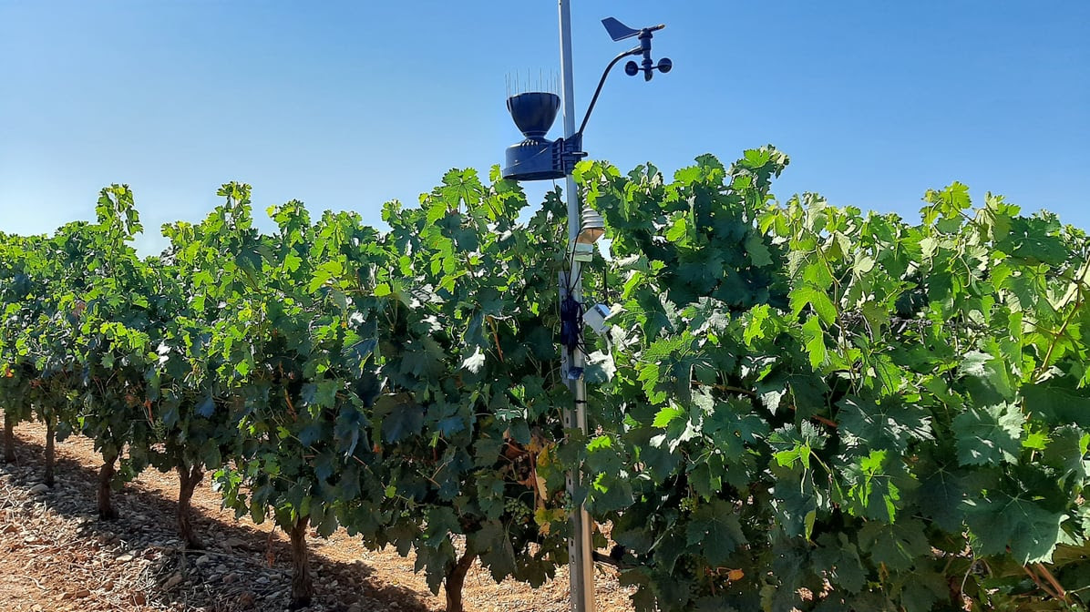 DATADOC: Rioja lidera la viticultura inteligente frente al cambio climático con un modelo predictivo pionero