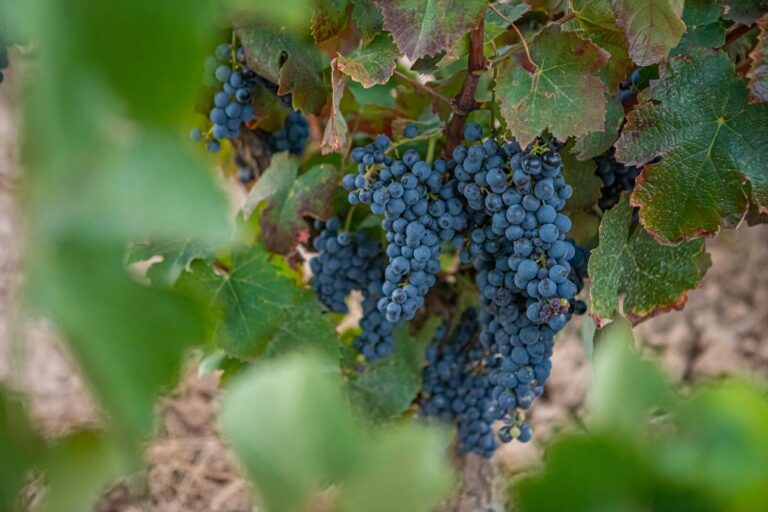 Digitalización, salud y enología protagonizan la II Jornada Técnica de la Plataforma Tecnológica del Vino (PTV)