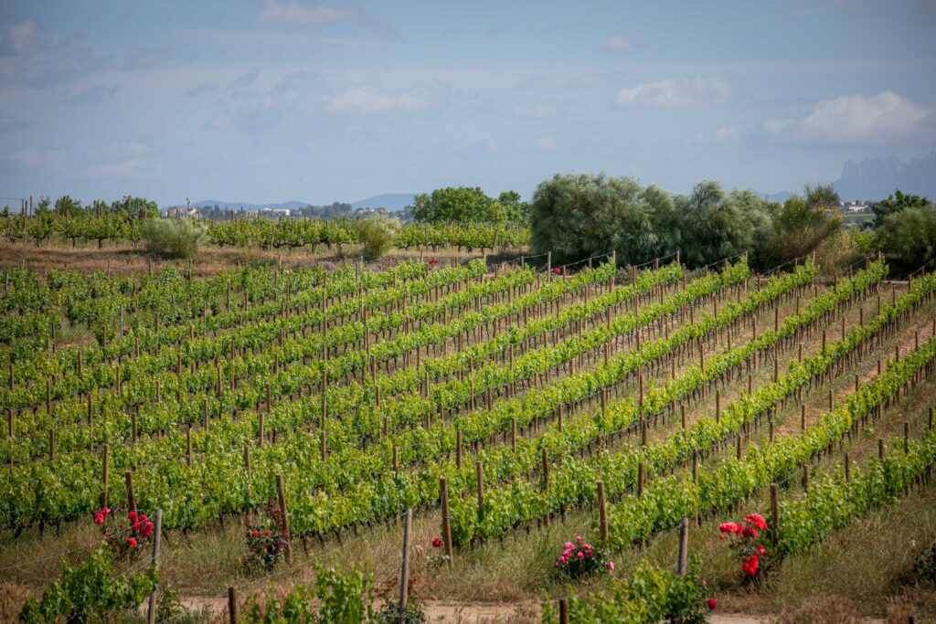 Jornada formativa sobre viticultura regenerativa en el Penedès: EDA Drinks & Wine Campus y Familia Torres apuestan por el futuro del vino
