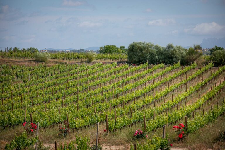 Jornada formativa sobre viticultura regenerativa en el Penedès: EDA Drinks & Wine Campus y Familia Torres apuestan por el futuro del vino