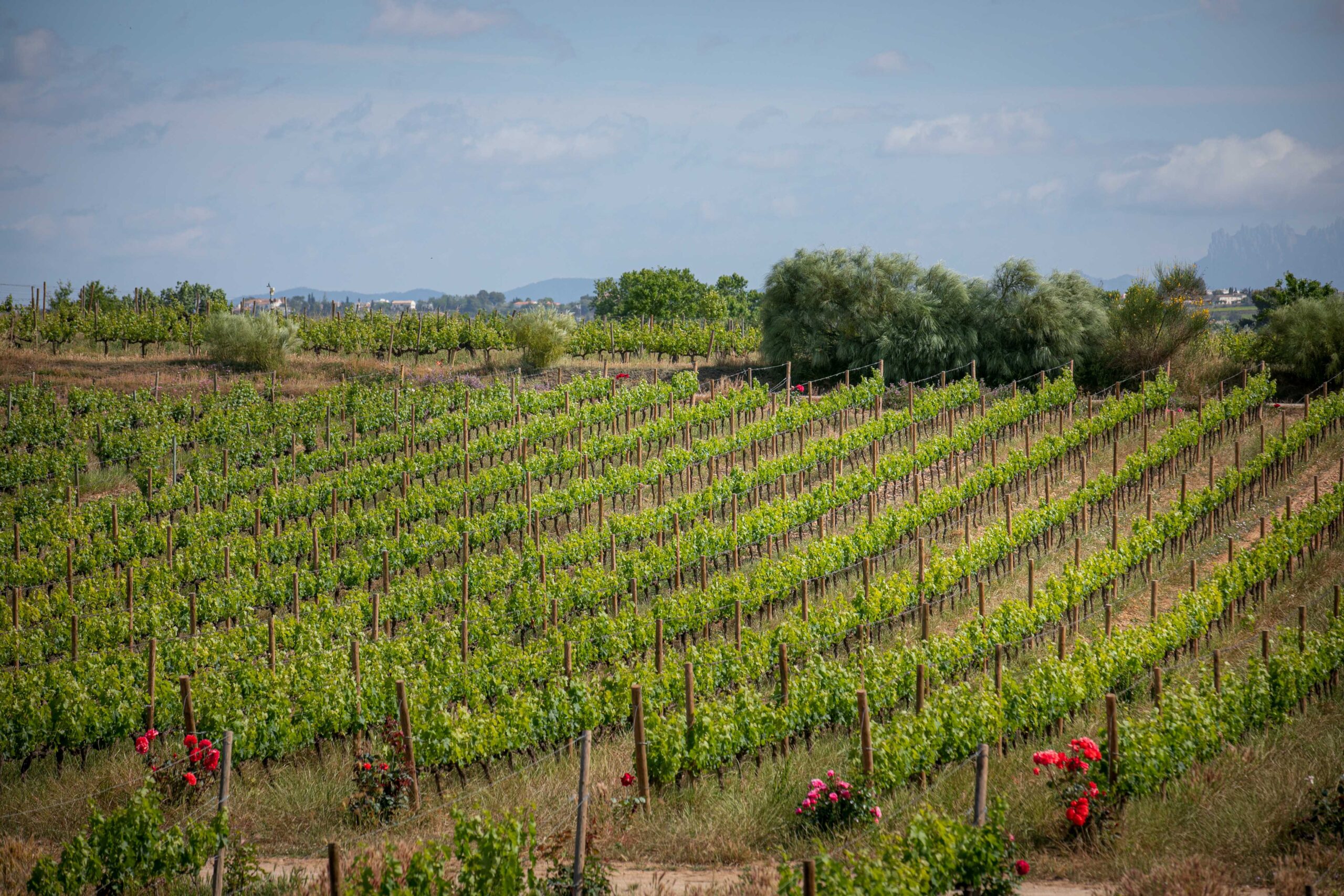 Jornada formativa sobre viticultura regenerativa en el Penedès: EDA Drinks & Wine Campus y Familia Torres apuestan por el futuro del vino