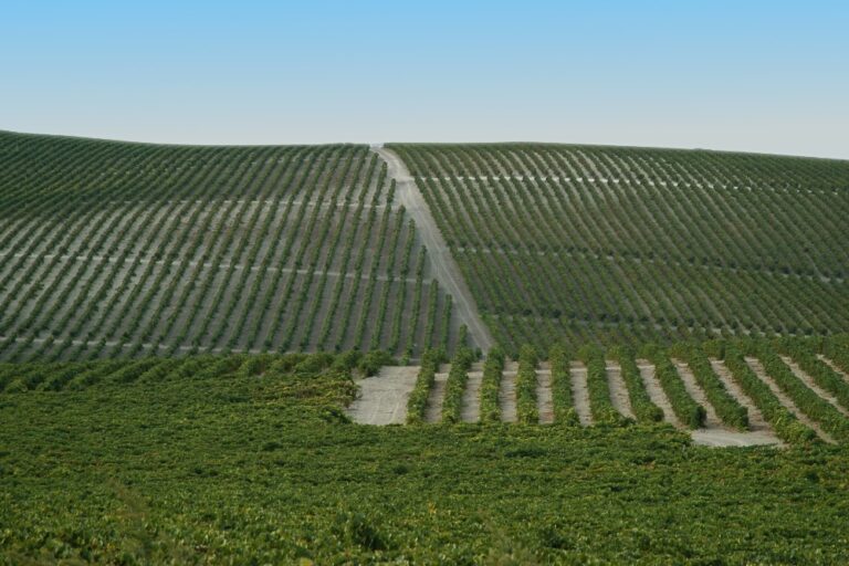 Viñedos González Byass Jerez