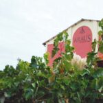 Araus Ballesteros: tradición familiar y vinos con alma en el corazón de Arlanza