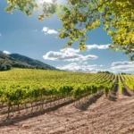 viñedomediterraneo
