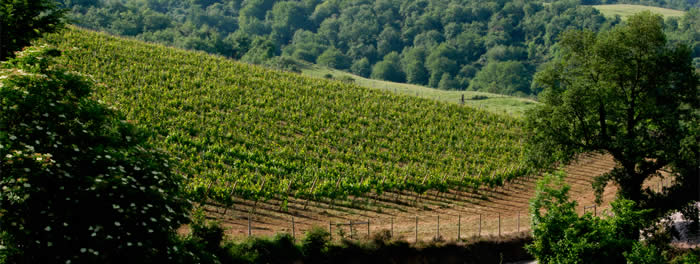 do-txakoli-de-alava