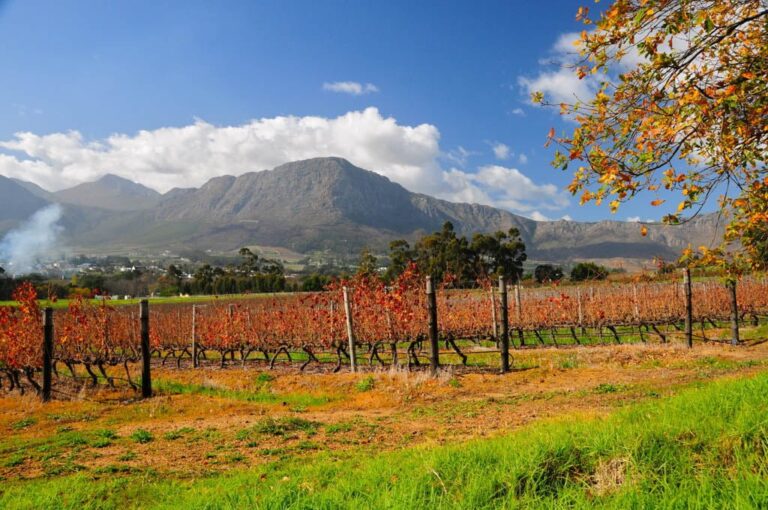 wineland-1
