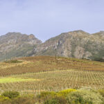 230705-vinos-sudafricanos-02