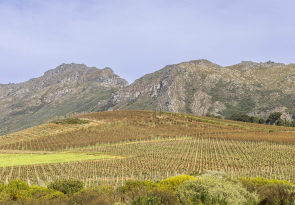 230705-vinos-sudafricanos-02