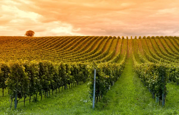 depositphotos_9764657-stock-photo-viticulture