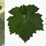 Graciano-Traube-Blatt