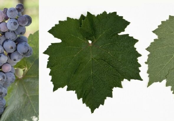 Graciano-Traube-Blatt