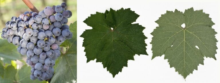 Graciano-Traube-Blatt