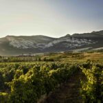 Viñedos Asociacion Bodegas por la Calidad de Rioja -Torre de Oña