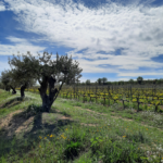 FAMILIA_TORRES-finca_Les Abelles_1