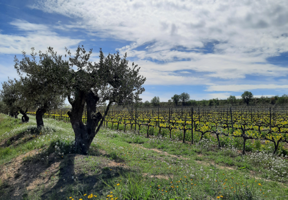 FAMILIA_TORRES-finca_Les Abelles_1