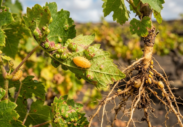 Gemini_Generated_Image_ubp1ecubp1ecubp1