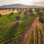 Viñedo_Dehesa El Molinillo