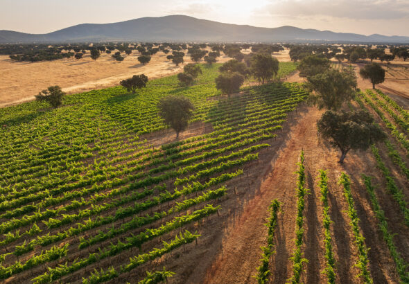 Viñedo_Dehesa El Molinillo