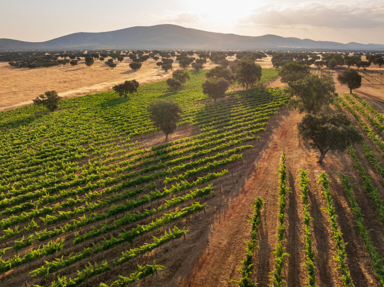 Viñedo_Dehesa El Molinillo