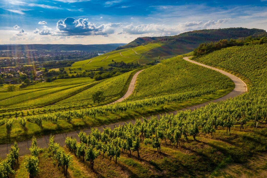 beautiful-view-vineyard-green-hills-sunset-1024x682.jpg