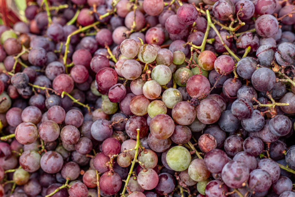 grapes-closeup-harvest-grapes-1024x683.jpg