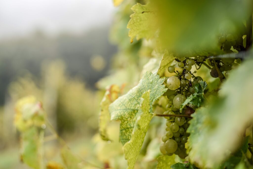 selective-focus-green-grapes-with-waterdrops-them-tree-vineyard-sunlight-1024x684.jpg