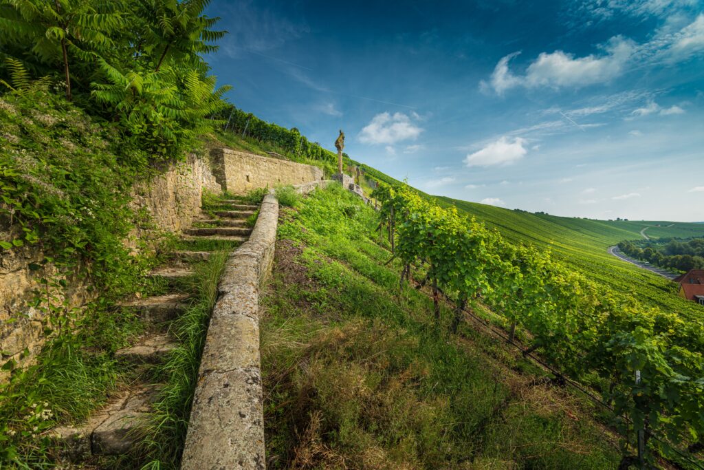 wide-angle-shot-stairs-surrounded-by-grapevines-1024x683.jpg