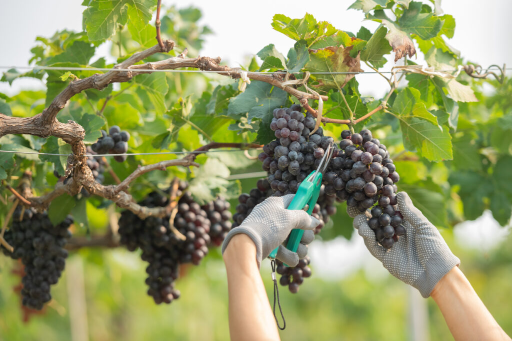 hands-holding-cutting-grape-from-plant-1024x683.jpg