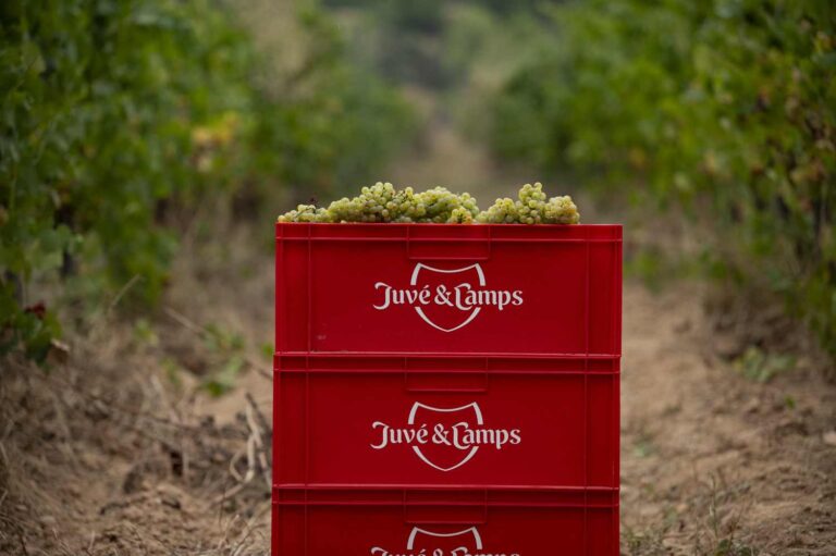 Juvé&Camps_Box