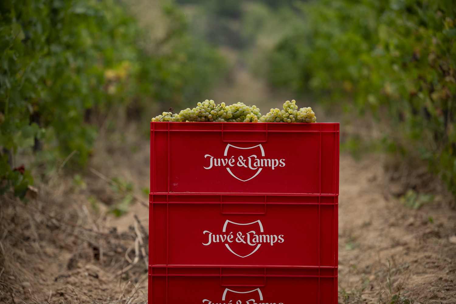 Juvé&Camps_Box