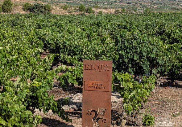 vinedoscentenarios
