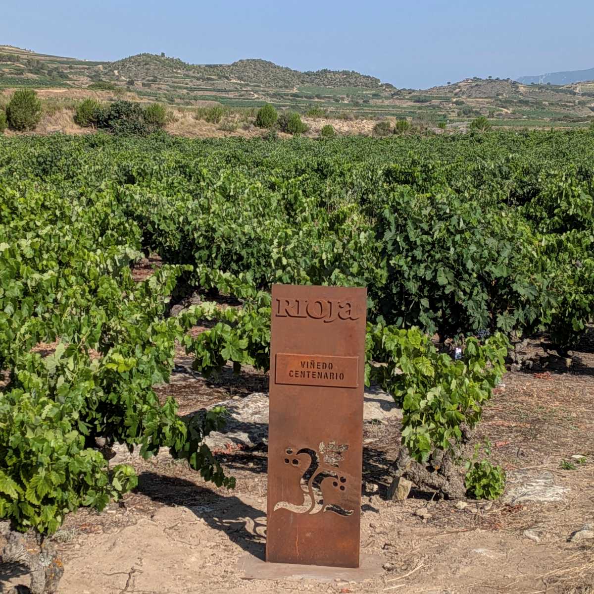 vinedoscentenarios
