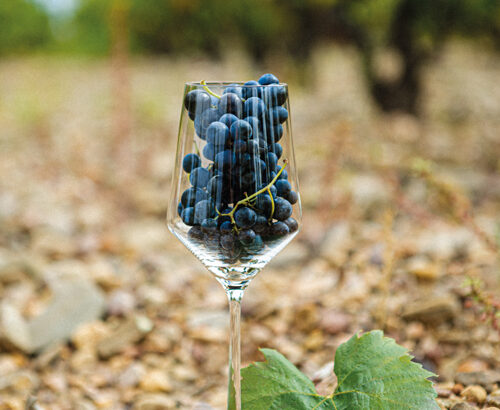 GARNACHA-copa-copia