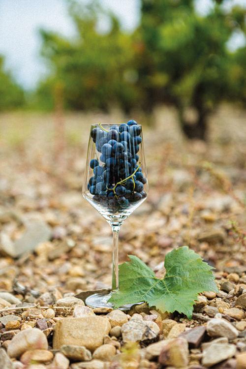 GARNACHA-copa-copia