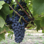 PINOT-NOIR-planta