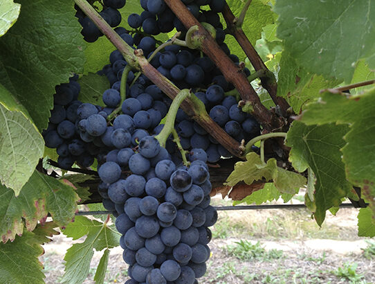 PINOT-NOIR-planta