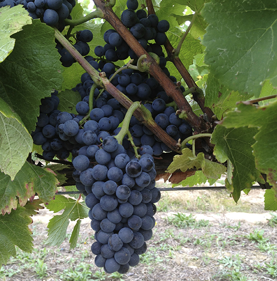 PINOT-NOIR-planta
